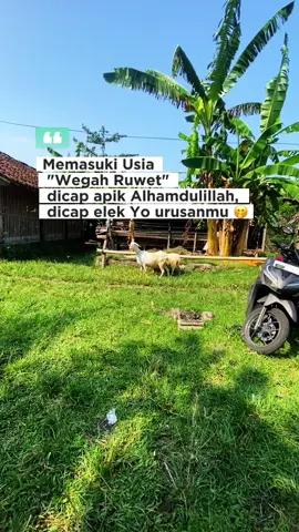 #CapCut #kambinglokal #CapCut #cahngaret #inpongaret 