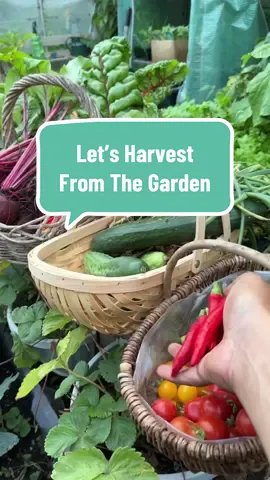 This is one of my biggest harvests this year, but stay tuned because in the coming weeks the harvests will get bigger and bigger! All of this was harvested from my small urban garden in a space about 20ft by 30ft, and everything was grown either in pots, containers and raised beds. You really don’t need a giant space to grow a lot of good food at home.  #vegetablegarden #kitchengarden #selfsufficient 