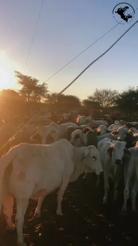 #youngfarmer #farmlife #tiktokbotswana 