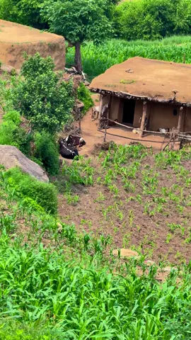 VILLAGE LIFE  IS BEAUTIFUL 💕