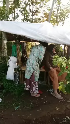 #promoseruweekend #lagihpanen #cabedomba #ibuviral #cihaurpelabuhanratujawabarat 