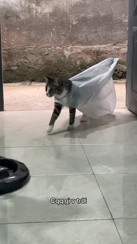 Mệt mỏi cảnh này quá#meo #meow #cats #cat #foryou 