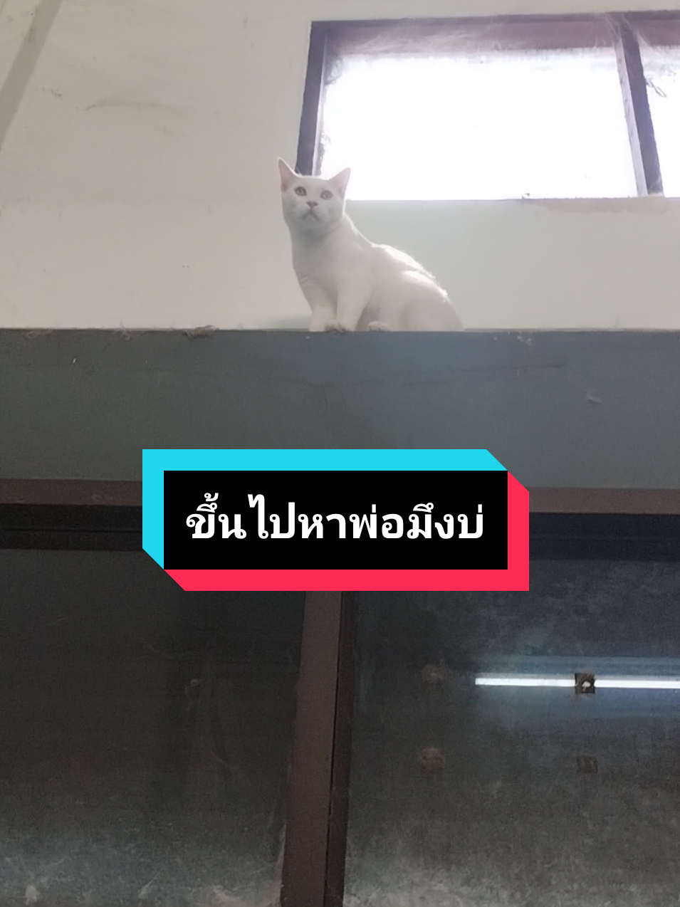 #ขึ้นไปหาพ่อมึงบ่ #เมนคูนผสมไทย #แมวน่ารัก 
