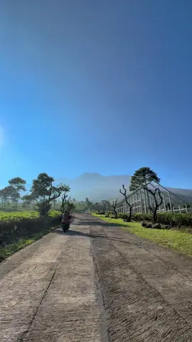 view kebun teh kemuning jam 7 pagi🥰 #kebuntehkemuning #pemandangan #kemuningskyhills #kemuning #wisatakaranganyar 