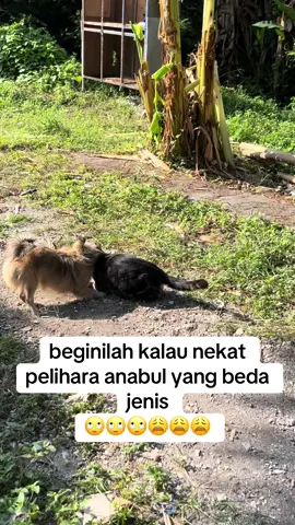 kucing vs guguk