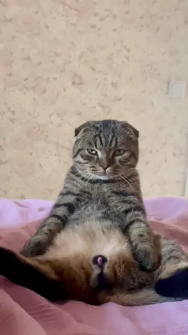 #котики #котикитикток #коты #котикиприколы #тикток 