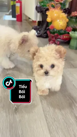 Cái tướng đi thấy cưng quá 😚#poddle #chócute #bối 