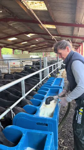 150 calves to feed  Wearing the best waterproof bottoms from @Massey Harpers ⭐️ Boots from @Barbour 🫶🏼 #farm #viral #calf #farming #foryoupage 
