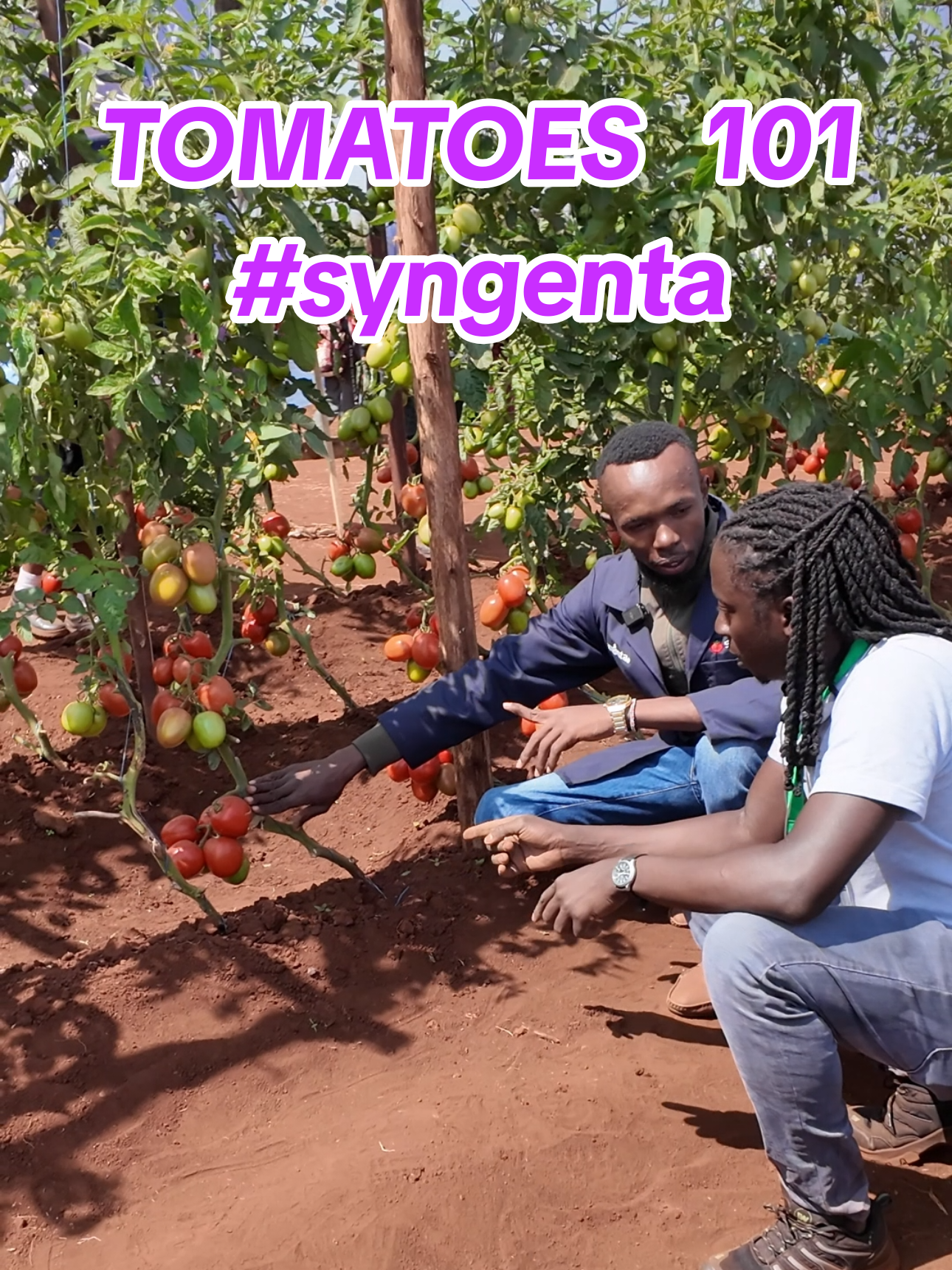 Tomatoes have been a reason for alot of farmers quitting farming. @syngenta walks us through profitable tomato farming. #mkuulima #mkulima #vijanatulime #feedthenation #rewaza 