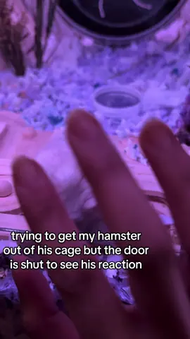 lmao i think he hates me now (he got out dw) #hamster #hamstersoftiktok #hamsters #fyp #foryou