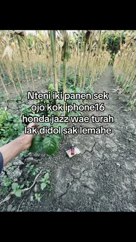 Gekk dikon minggat#promoseruweekend #petanimuda #petaniindonesia🇮🇩🇮🇩🇮🇩🌿🌿 #petanicabai 