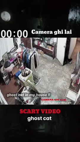 ghost cat in my house #cctv #scary #horror #animal #ghost 