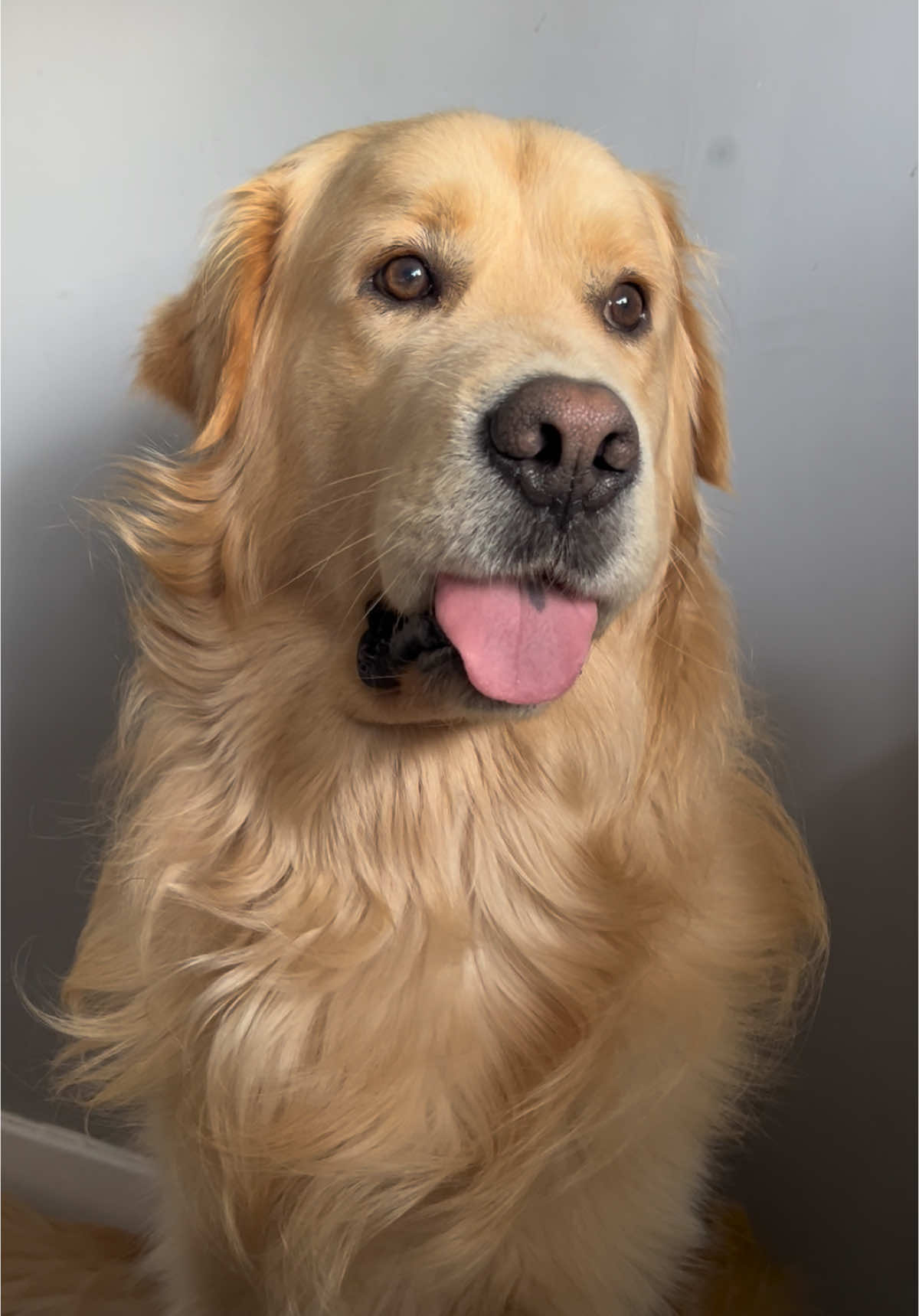 No rent!!??? No good #fyp #goldenretriever #dog #dogsoftiktok #foryou 