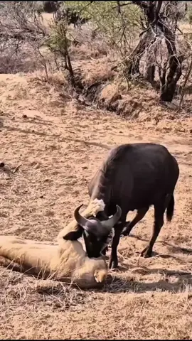 Buffalo Tries to Rescue Companion but Retreats from Lion Pride #lion #buffalo #wildlife #animalworld #bigcats  
