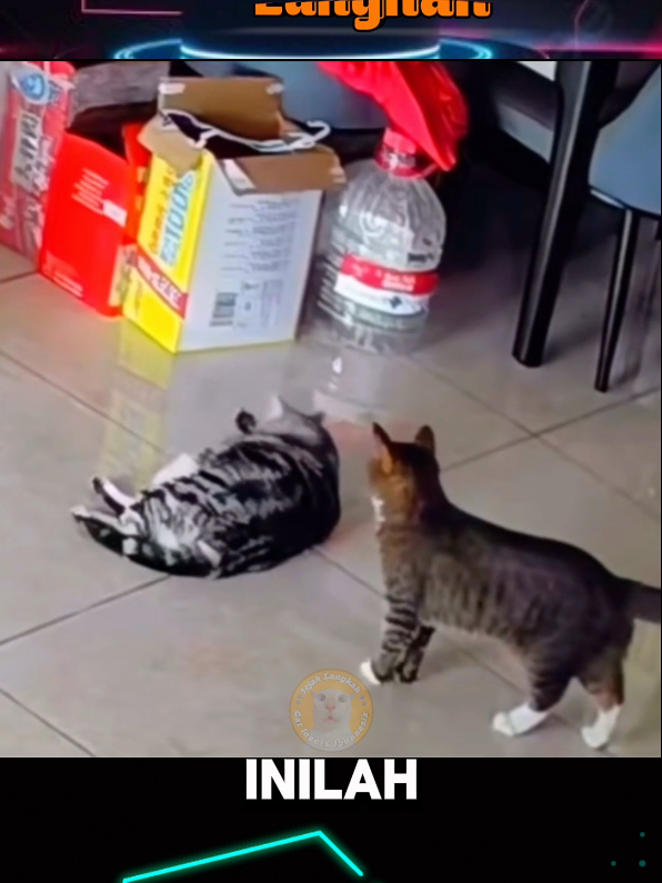 Kelakuan kucing mujaer ini bener-bener dah 😆@jejak langkah🐾 #fyp #fypシ゚viral #kucing #kucinglucu 