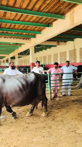 #@Dogarcattlefarmofficial #viralvideos #foryou #foryoupage #fy #fyp 