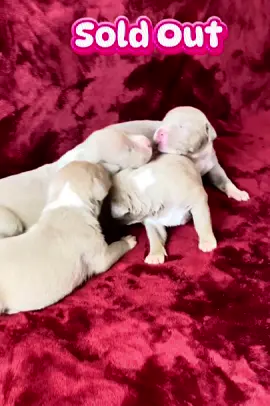 CLICK THAT LINK IN MY BIO SO WE CAN GET YOU RIGHT. Or text 3344681532.   We produce big beautiful, functional, well tempered, intelligent bulls that can excel in any environment. TRIED AND TRUED.   STOP CONFUSING COLOR PATTERNS FOR QUALITY   #dog  #bullybreed  #foryou  #viral #puppiesoftiktok 