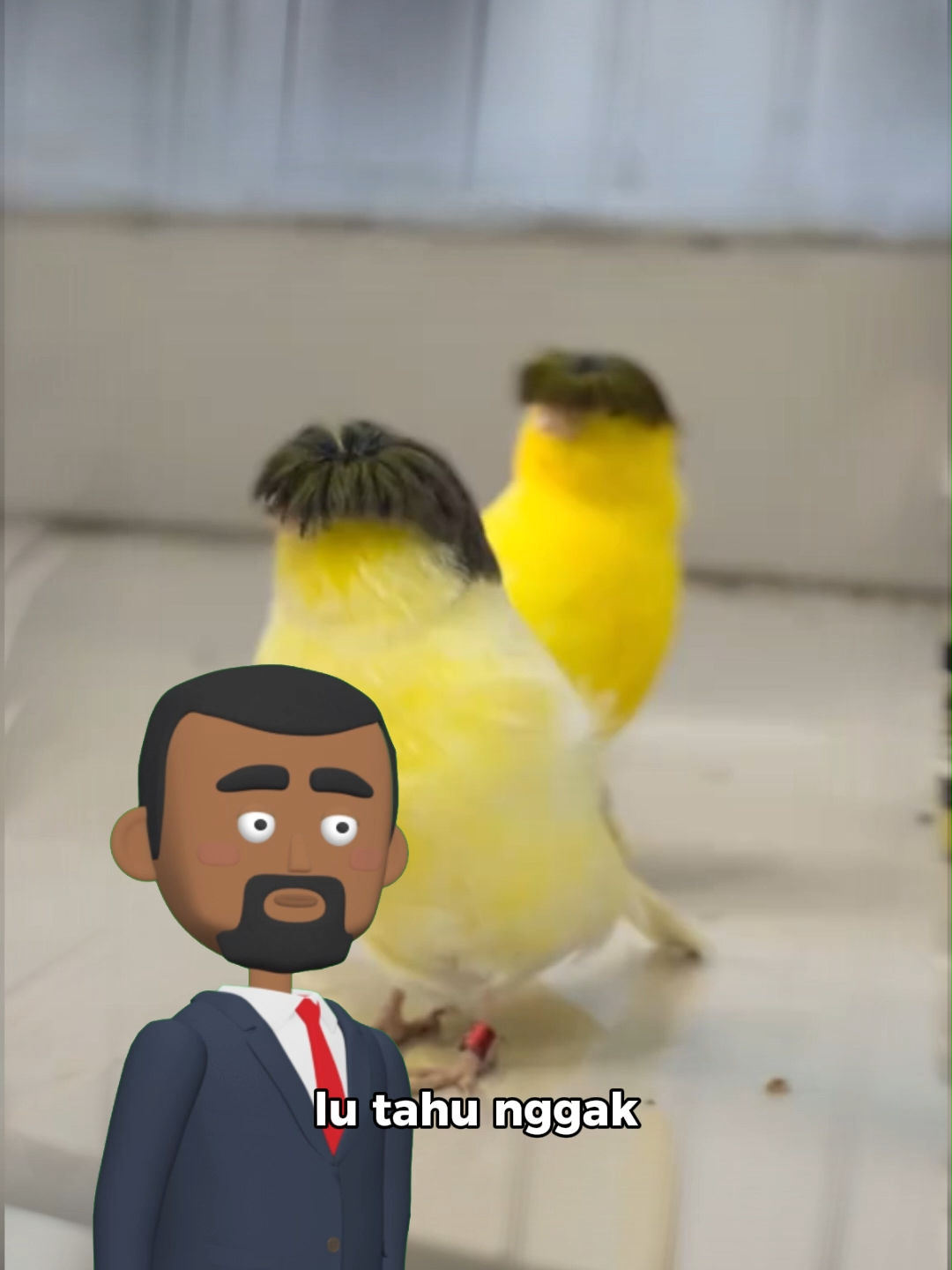 burung rambut mangkok? #biofeedpro #gacor #kicaumania #burungkicau #kenari #kenarigloster #kenarimania