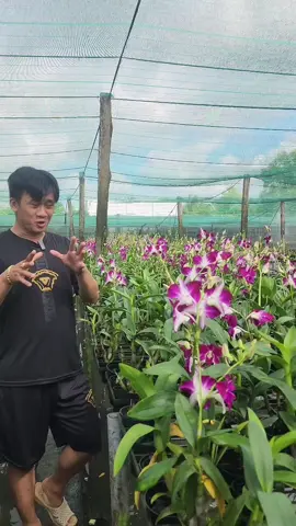 Tím cô dâu siêng hoa chơi Bền#xh #hoalangiong #xhtiktok #hoalangiong #xh 