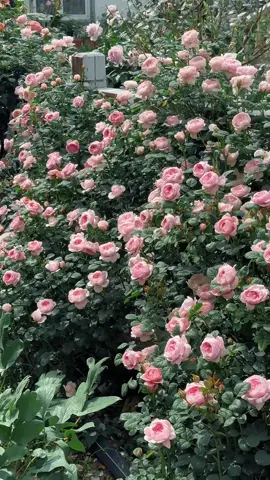 Hoa hồng leo đẹo tuyệt #lamvuon #trongcay #xuhuong #hoahong #rose 