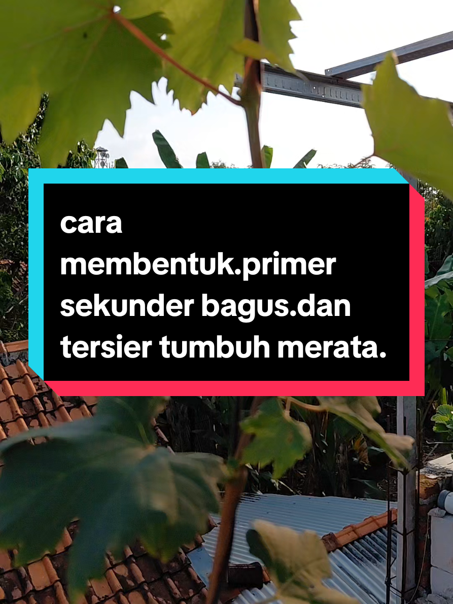 Cara pembentukan tanaman anggur  supaya cabang sekunder bagus dan tersierya merata.#anggur #petanihidroponikcomal #rumahangguralhakim 