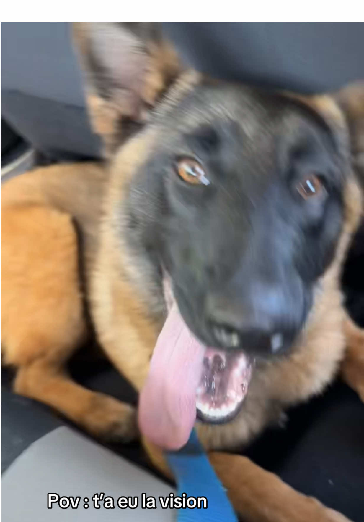 Le plus beau 🐾🤎 #malinois #rox #pourtoi #chiot @🇲🇦 