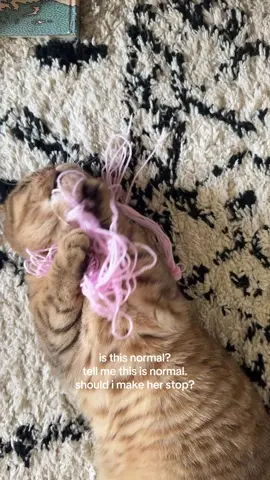 Is this normal? Tell me this is normal. Should I make her stop? She cute and all but seriously, do cats chew on wool??? 😻🧶 #catoftheday #scottishfold #cat #cattok