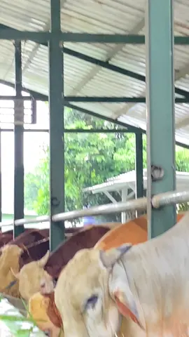Cuma tukang ngarit! #ndutfamilyfarm #qurban2026 #sapiqurbanbogor #sapimurah #sapi1tonup 
