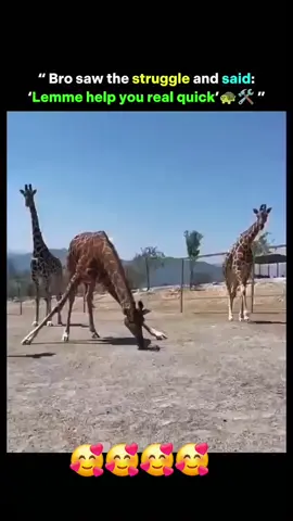 Animals show care, kindness & compassion.. I think this is adorable & amazing!  #animals #giraffe #turtle #helpful #amazinganimals 