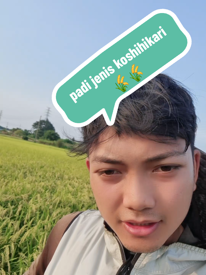 padi jenis koshihikari 🇯🇵 (5kg=400rbu) #fypindonesia #kenshuseijapan🇮🇩🇯🇵🎌 #fypシ #foryou 