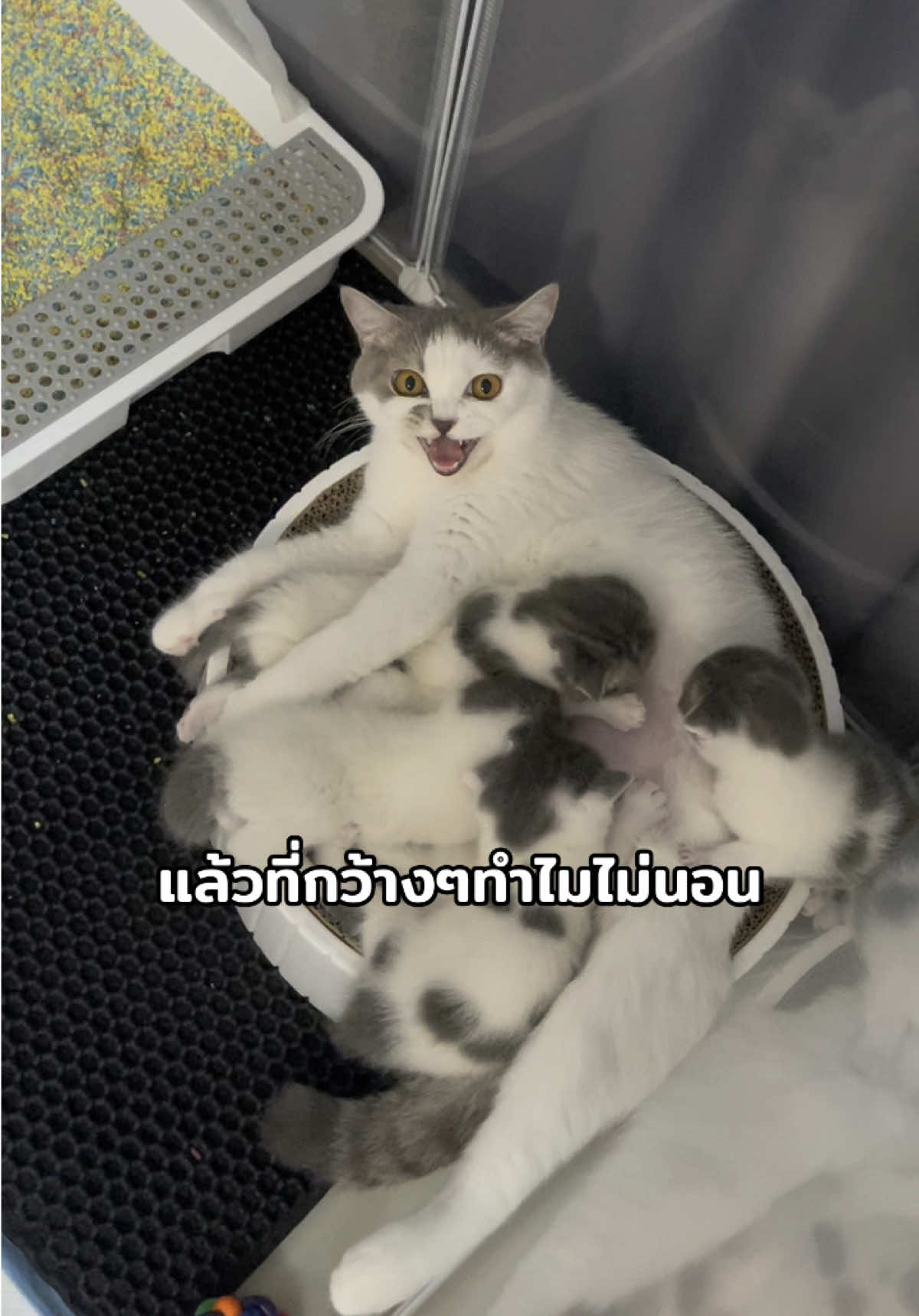 จะนอนพัก โดนรุมเฉย