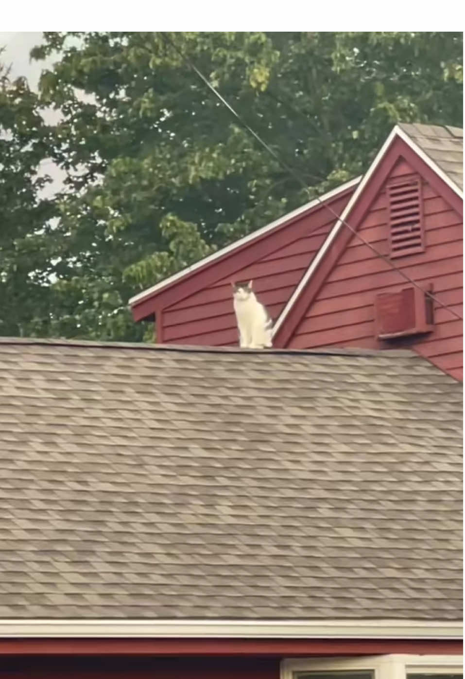 I wonder how many lives this cat has left.