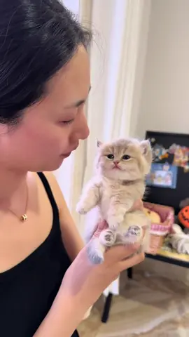 #cat #cutecat #funnycat #kitty #catsoftiktok 