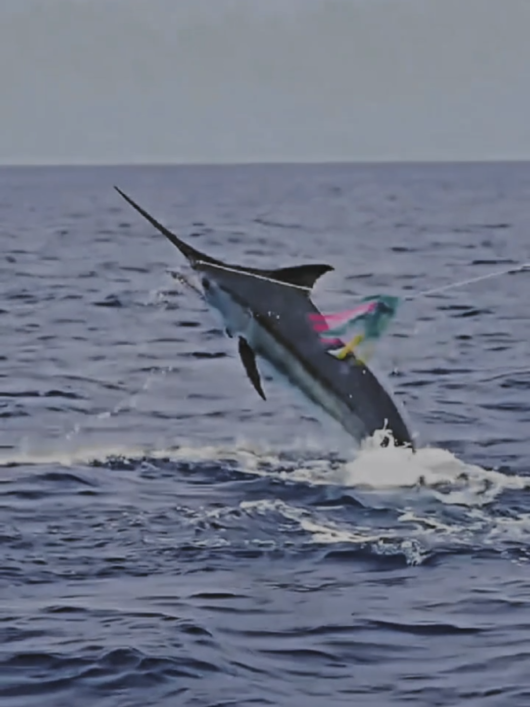 yakin gak fyp? #mancingmania #marlin 