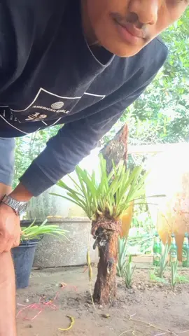 #เลี้ยงกล้วยไม้#มือโปรหัดปลูก🌱#ฟีดดดシ #2000  