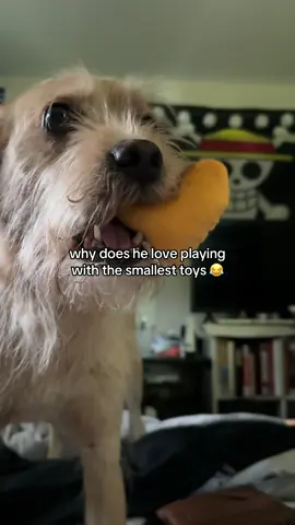 my dog loves trying to wrestle over the smallest toys 😭 it’s so hard not to grab his mustache lol - btw yes, he needed a bath in this clip but i promise he’s a clean boy 😭 #dogtok #dogsoftiktok #dogs 