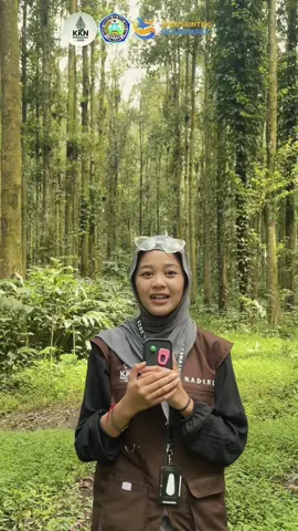 Proses pembuatan gula merah yang tradisional, namun penuh dengan cinta dan dedikasi. Dari nira hingga gula merah, setiap langkahnya memerlukan kesabaran dan ketekunan. 🍯 — gula merah ini bukan hanya sekedar pemanis, tapi juga memiliki nilai seni dan budaya yang tinggi. #KKNBerdampak  #BersamaUntukDesa