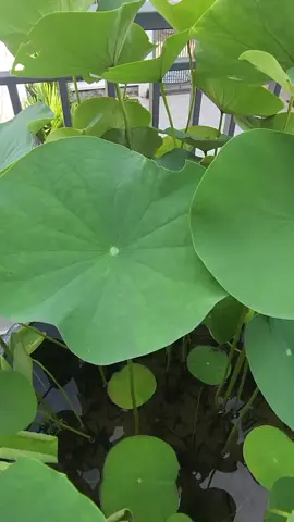 Những bông sen muộn cuối mùa của năm nay. Mùng 1 đầu tháng may mắn 🙏
