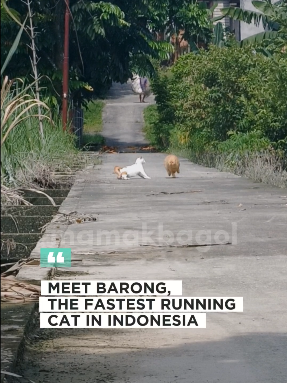 ada lawan? 😆 video pertama lari paling kencang,belum bisa terulang lagi. kayak nya butuh bapak2 bawa karung lagi buat nakutin dy 🤣🤣 #kucinglari #kucingracing 