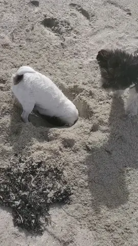 Happy jack russell terrier#happyfunnyvideos#jackrussllerrier#dog