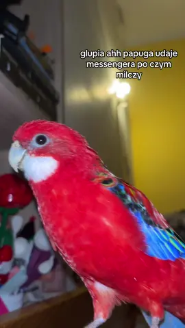 #parrot #papuga #fyp #foryoupage❤️❤️ #messenger 
