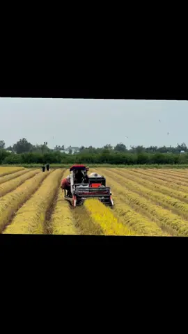 Liêu riêu ngày nào cũng có chạy cũng êm 
