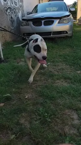 #apbt 