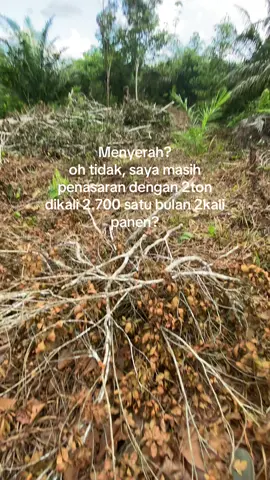 dikali kan 1 tahun apa gk lgsung parkir inova reborn😂🙏🏻 #fypシ゚ #petanimuda #perintis #petanisawit #sawitontiktok 