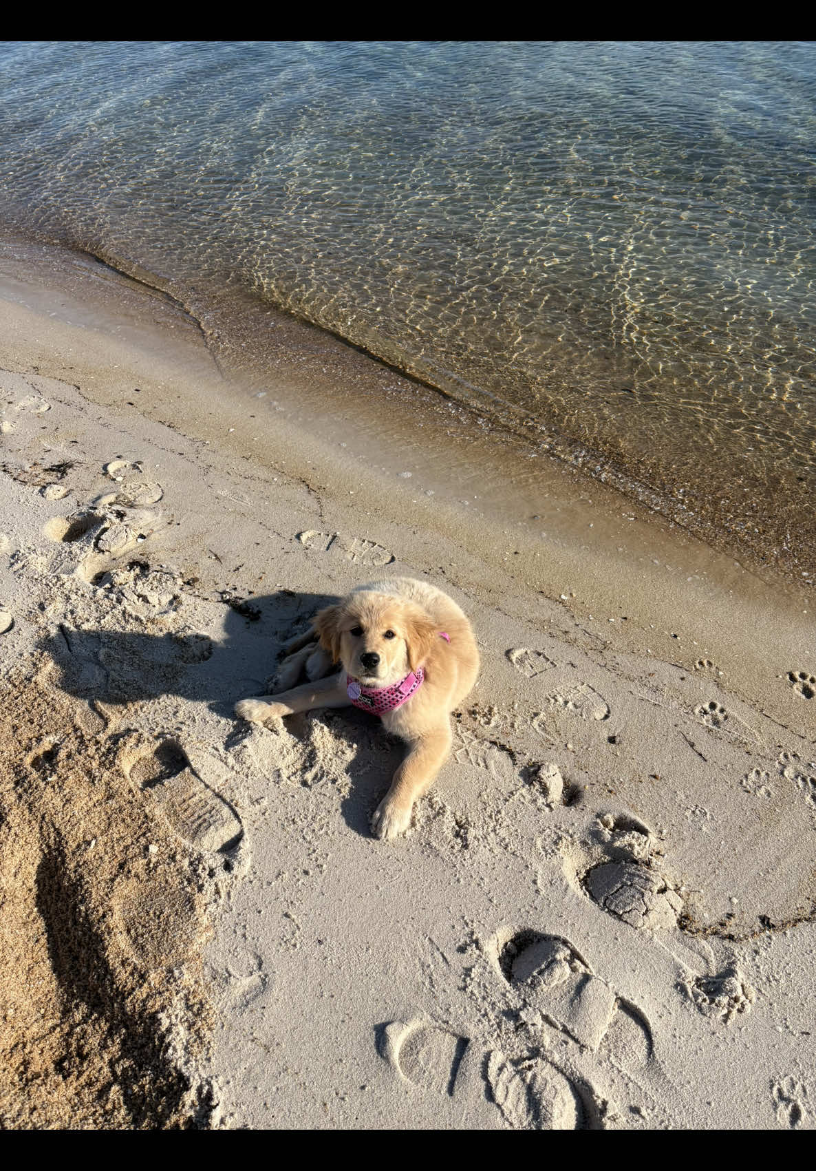 She forgot which gate to greet me at  #fyp #foryou #dogsoftiktok #puppy #goldenretriever 
