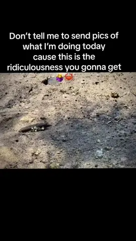 Fiddler crabs remind me of the safety dance video 🤣 you can dance if you want to! #myday #onthisday 