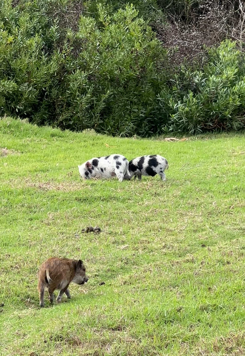 all pigs go to pig’s heaven  🤍 #cute #pig #green 
