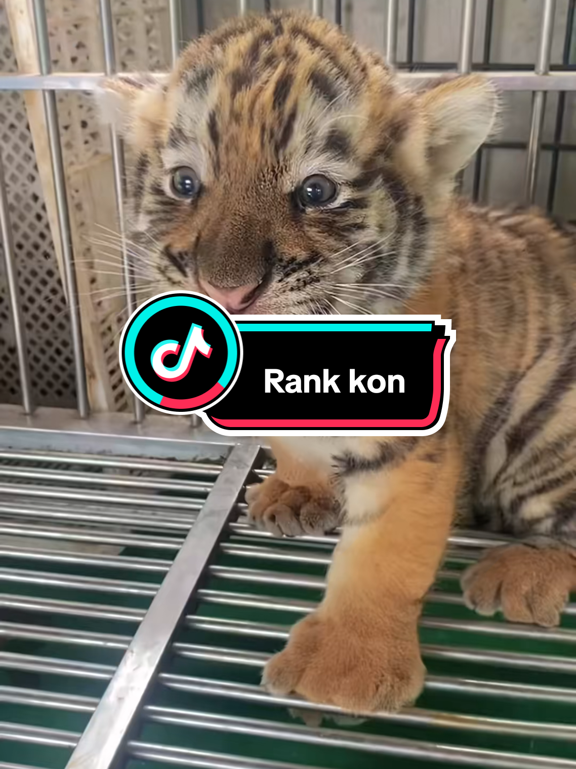 khè ai??? #hổ  #hổcon  #babytiger #animals_vn  #tiger 