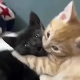 #fyp #💗 #videoviral #cats #usa 