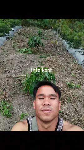info kopi#humbanghasundutan #petanimuda #parlilitan 